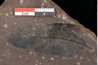 Foto (Detailsansicht) von Quercus palaeoilex Ettingshausen (NHMW-GEO-2024-0188-0767)